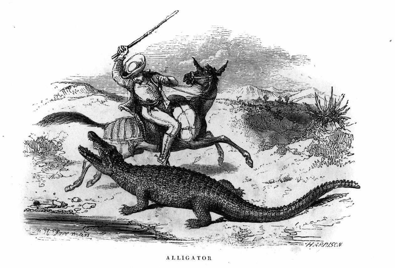 Alligaattori Etelä-Amerikassa 1800-luvun puolivälissä. tekijältä Unknown artist