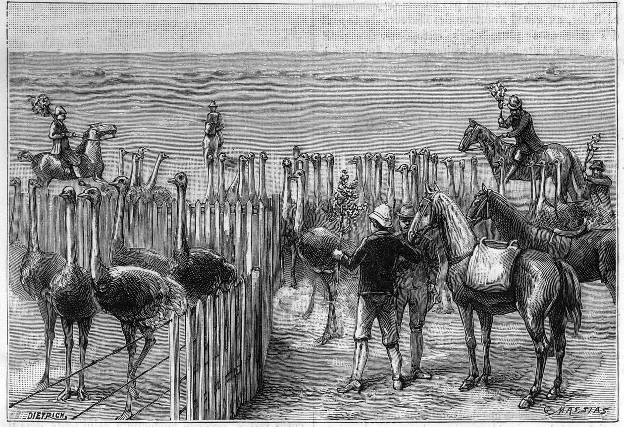 Strutsipuisto Heaterton Towersissa Etelä-Afrikassa vuonna 1895. tekijältä Unknown artist