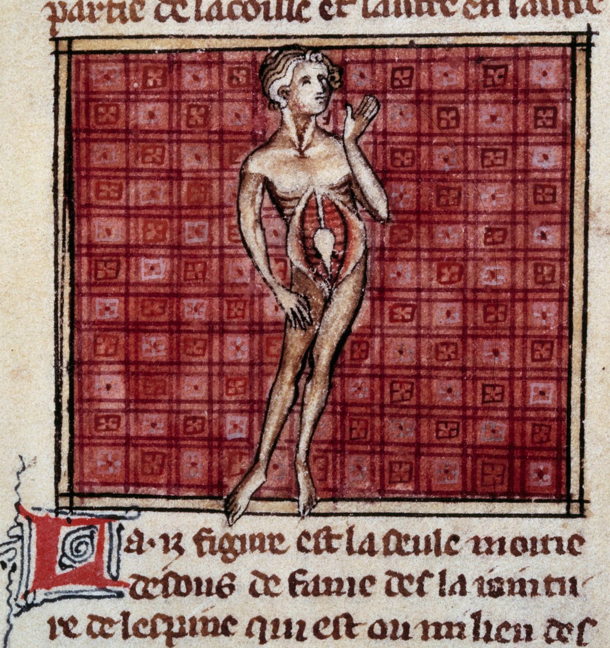 Anatomiset hahmot: miehen ja naisen kuori, avoin vatsa (vatsa), munuaiset, rakko, sukuelimet: miehen yksityiskohta. Miniatyyri käsikirjoituksesta ”” Surgery” (Folio 29), jonka on kirjoittanut Henri de Mondeville (anatomian professori Philippe Le Belin kiru tekijältä Unknown artist