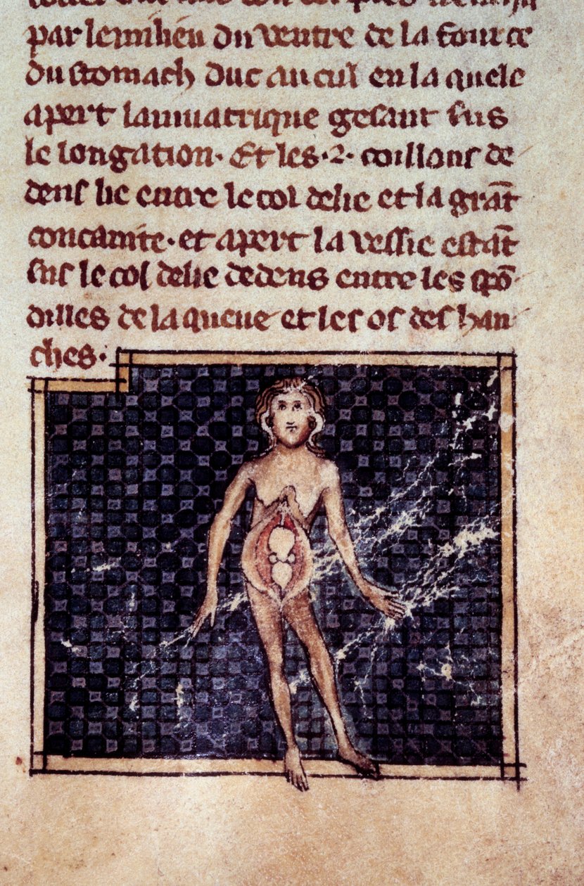 Anatomiset hahmot: miehen ja naisen kuoret, avoin vatsa, munuaiset, virtsarakko, sukuelimet: naisen yksityiskohta. Miniatyyri käsikirjoituksesta ”” Surgery” (Folio 29), jonka on kirjoittanut Henri de Mondeville (anatomian professori Philippe Le Belin kirur tekijältä Unknown artist