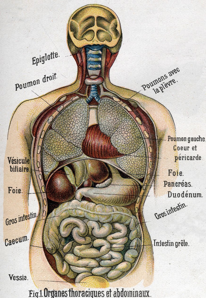 Anatomia: Rintakehä ja vatsaelin. (Suoli, maksa, haima, keuhkot jne.) julkaisussa La nouvelle medicine naturelle par F.E. Bilz.1898. tekijältä Unknown artist