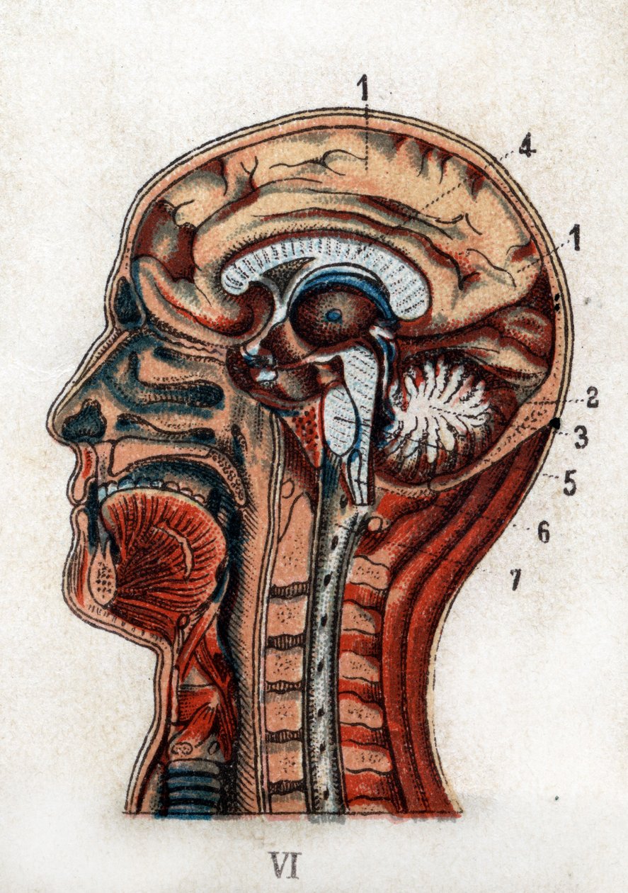Anatomia: poikkileikkaus ihmisen kallosta, osa aivoista ja ytimestä. Taulu edustaa aivoja, pikkuaivoja (elämän puun kanssa), pitkänomaista ydintä, joka synnyttää selkäytimen. "Uusi luonnollinen lääke", kirjoittanut F.E. Bilz.1898. tekijältä Unknown artist