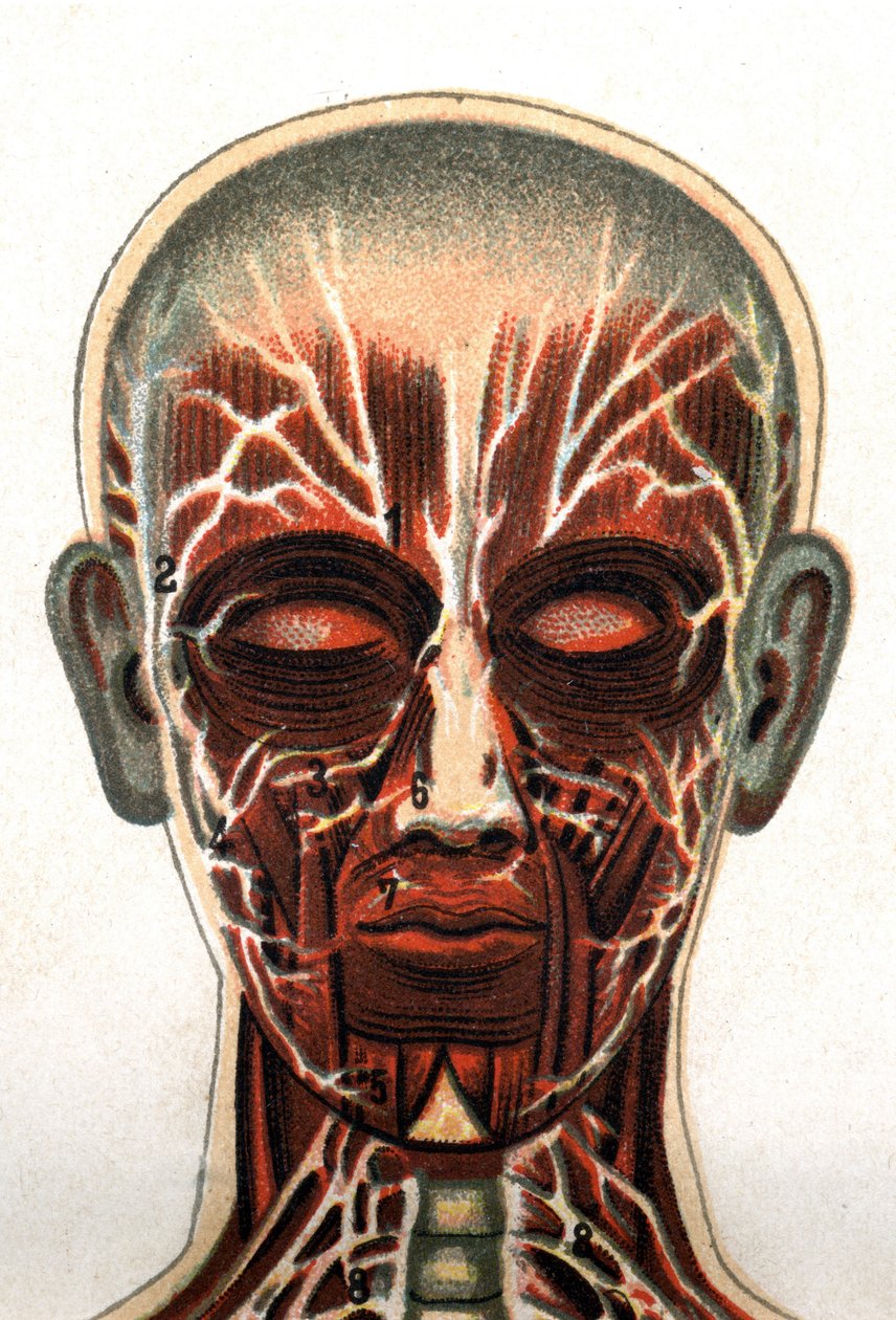Anatomia: poikkileikkaus ihmisen kallosta, edestä nähty leikkaus edustaa lihasjärjestelmää. "Uusi luonnollinen lääke", kirjoittanut F.E. Bilz.1898. tekijältä Unknown artist