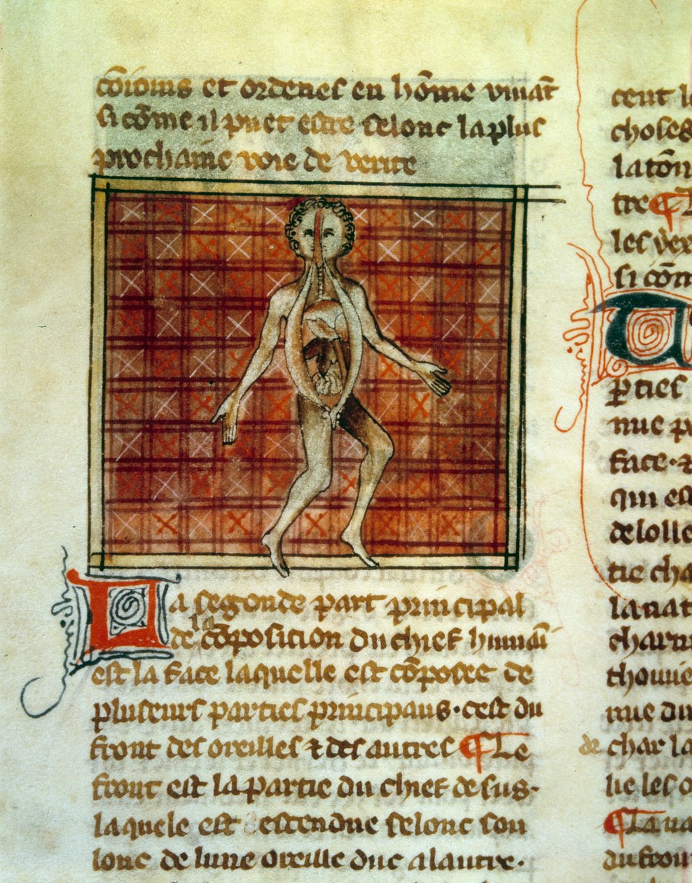 Ihmiskehon anatomia. Miniatyyri Philippe le Belin kirurgin Henri de Mondevillen tai Hermondavillen (1260-1320) lääkehoidosta. Paris, B.N. tekijältä Unknown artist
