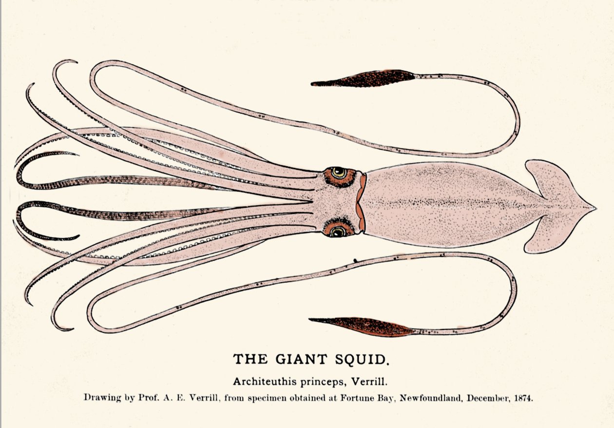 Architeuthis princeps, jättiläinen kalmari epäonnistui Fortune Bayn (Newfoundland) rannalla joulukuussa 1874, ja sen kuvasi ensimmäisenä professori A.E. Verrill. Aikakauden kaiverrus. tekijältä Unknown artist
