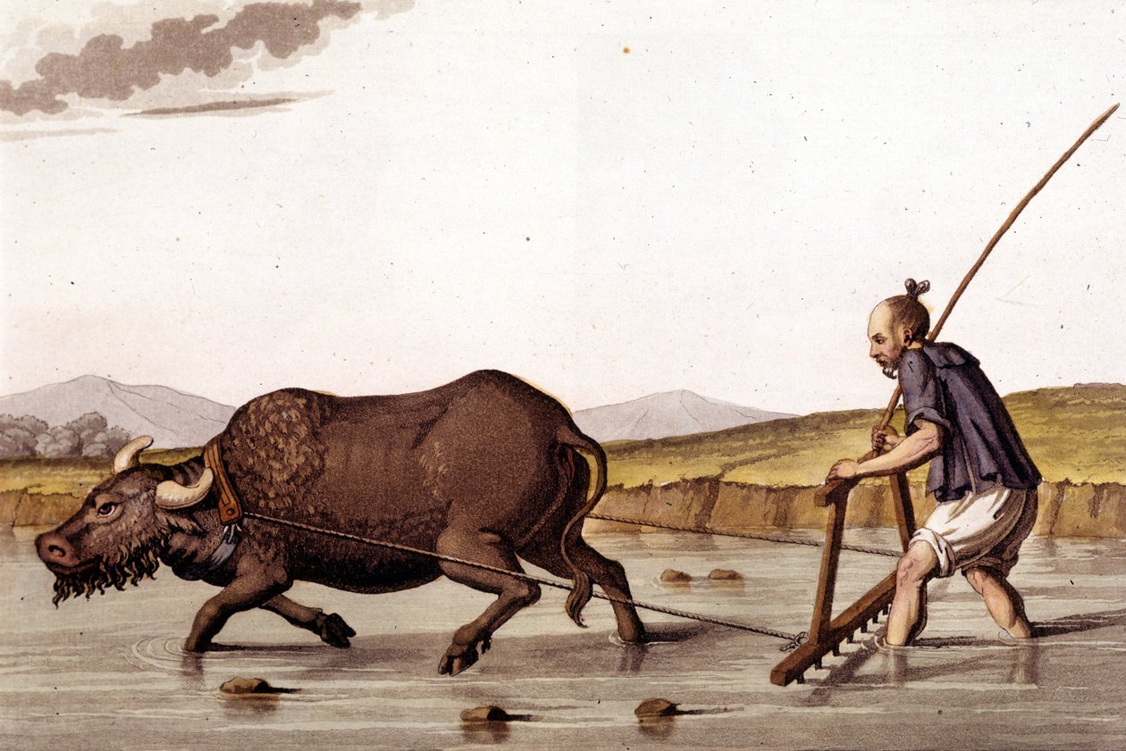 Pois riisipeltojen suremisesta härän kanssa - Ancient and Modern Costume, J. Ferrario, toim. Milano tekijältä Unknown artist