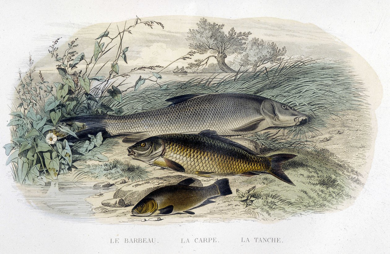 Barbel, karppi ja suutari - teoksessa "" Histoire naturelle"" Lacépède, T.II, toim. Furne and Co., Pariisi tekijältä Unknown artist