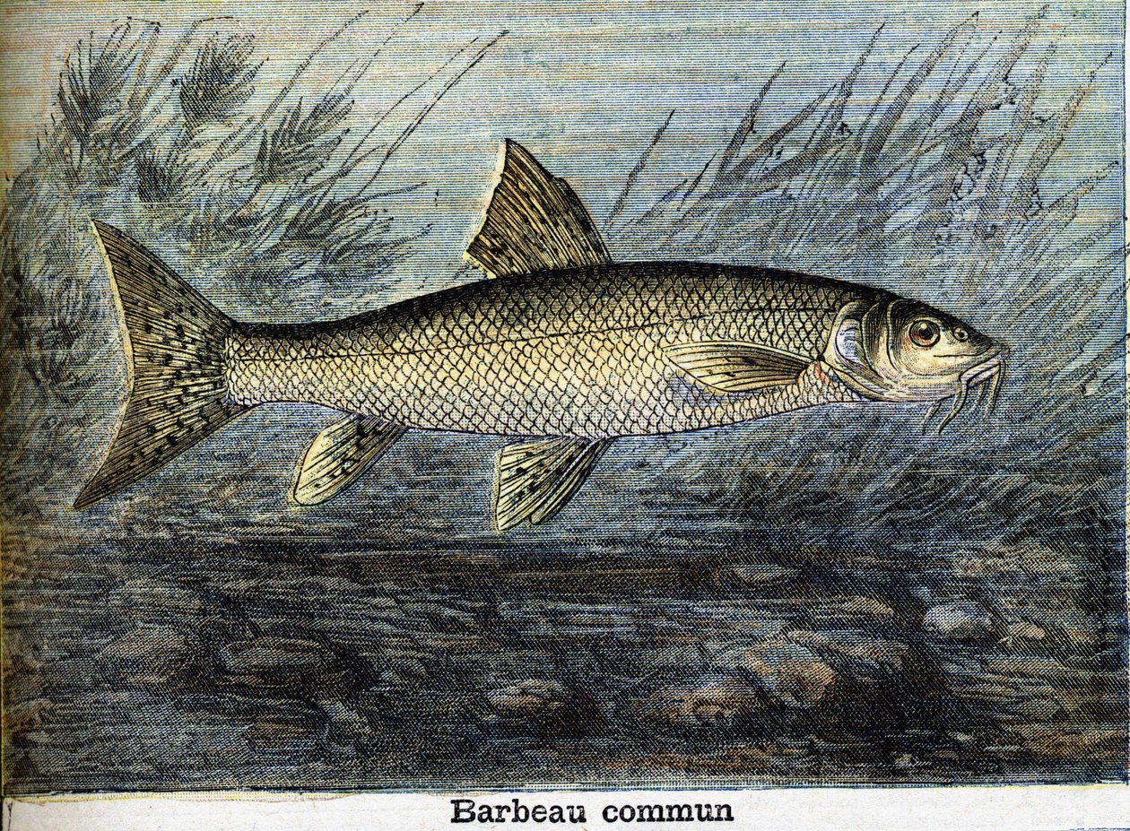 Tavallinen barbel. Kaiverrus vuodelta 1897 tekijältä Unknown artist