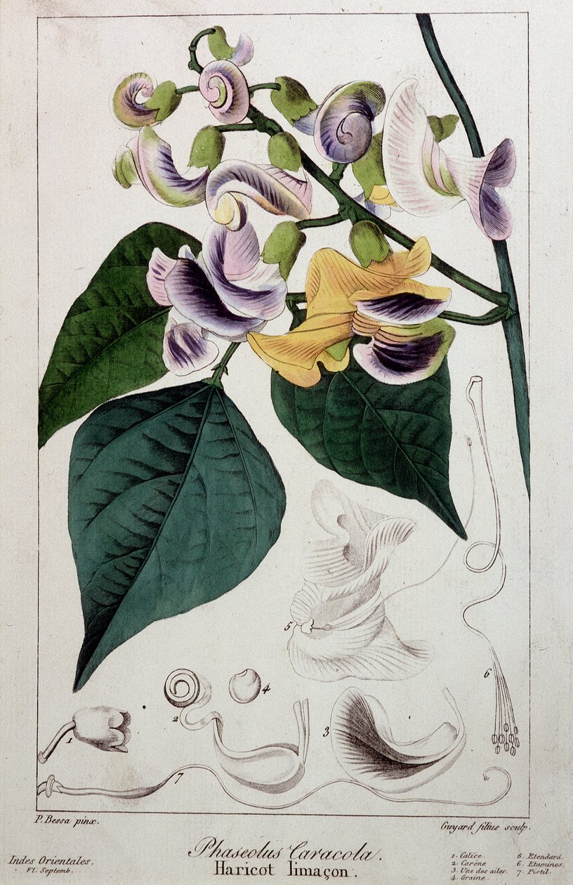 Pavun etana (phaseolus caracola), kasvitieteellinen pahvi tekijältä Unknown artist