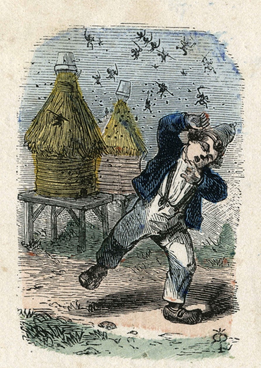Mehiläiset hyökkäävät lapsen kimppuun lähellä pesää. Kuvitus 1800-luvulta. Bianchetti kokoelma tekijältä Unknown artist