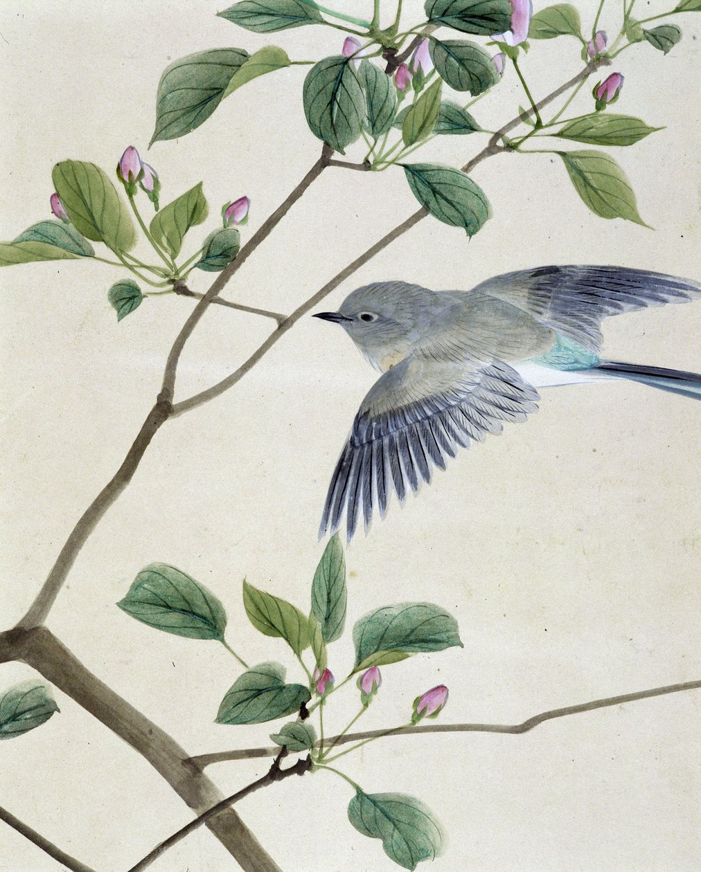 Lintu - Riou Chimin japanilainen piirros, 1800-luvun loppu tekijältä Unknown artist