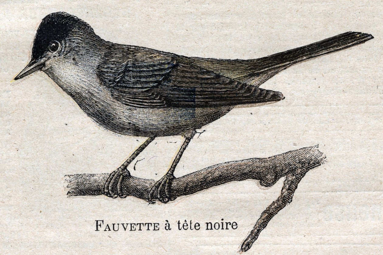 Maanviljelykselle hyödylliset linnut: Mustajalkakirkko tekijältä Unknown artist