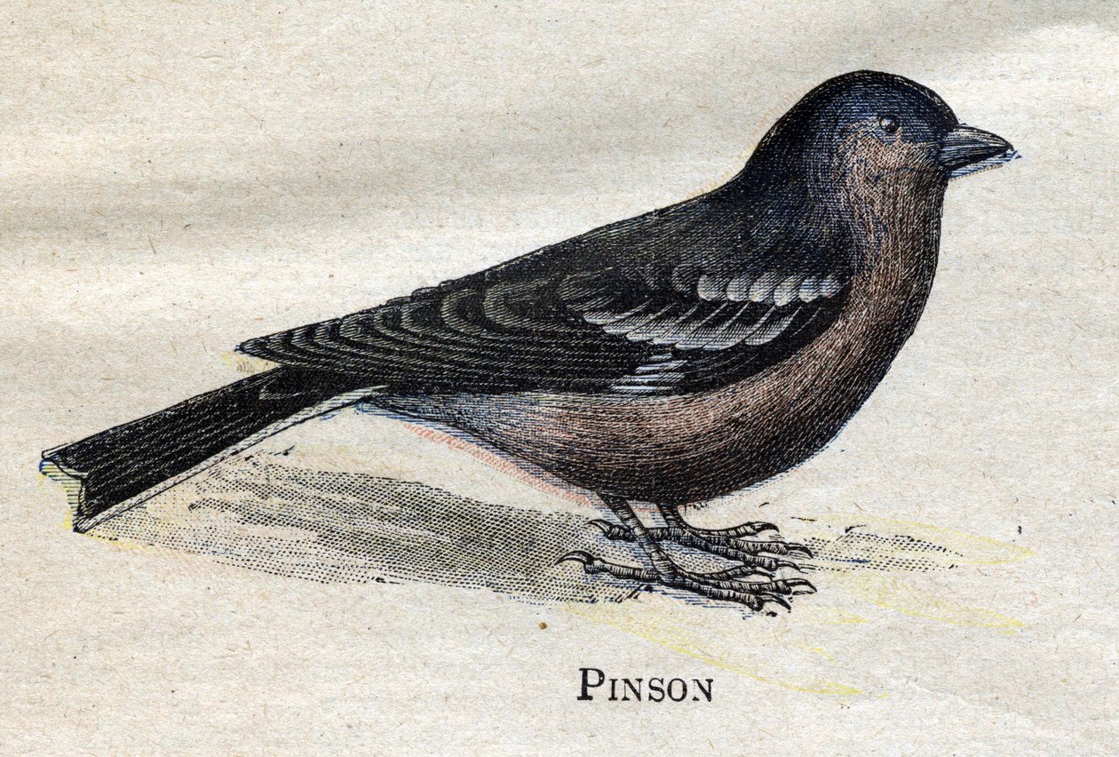 Maataloudelle hyödylliset linnut: Pinson tekijältä Unknown artist