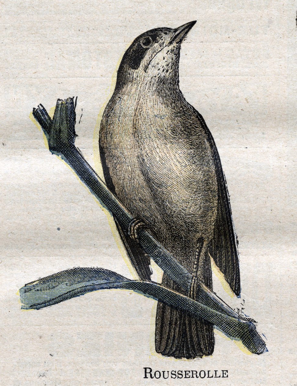 Maanviljelykselle hyödylliset linnut: Rousserolle tekijältä Unknown artist