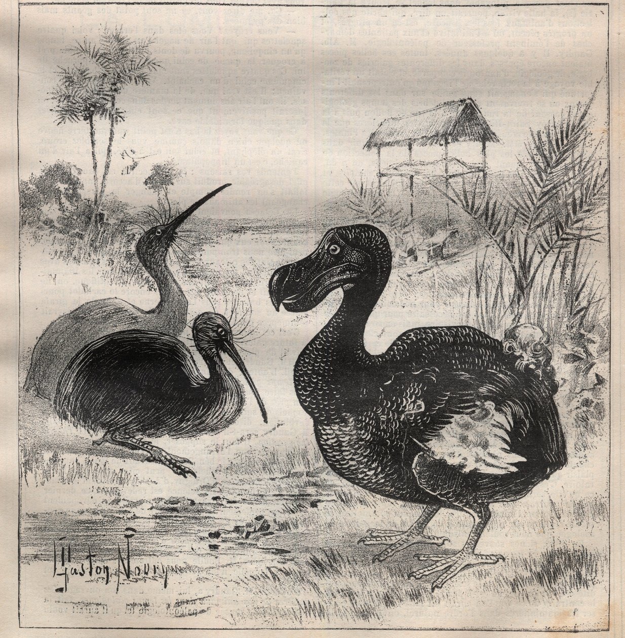 Linnut, jotka katoavat: dodo (tai dronte) ja apteryx (tai kiivi kiivi) - Kaiverrus "" La Science francaise"" tekijältä Unknown artist