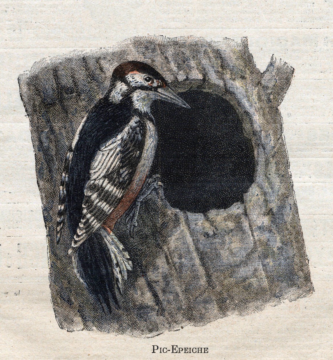 Maataloudessa hyödylliset linnut: Tikka tekijältä Unknown artist