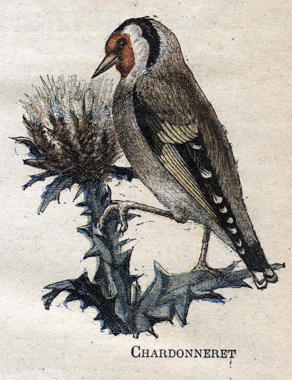 Maanviljelykselle hyödylliset linnut: Chardonneret tekijältä Unknown artist