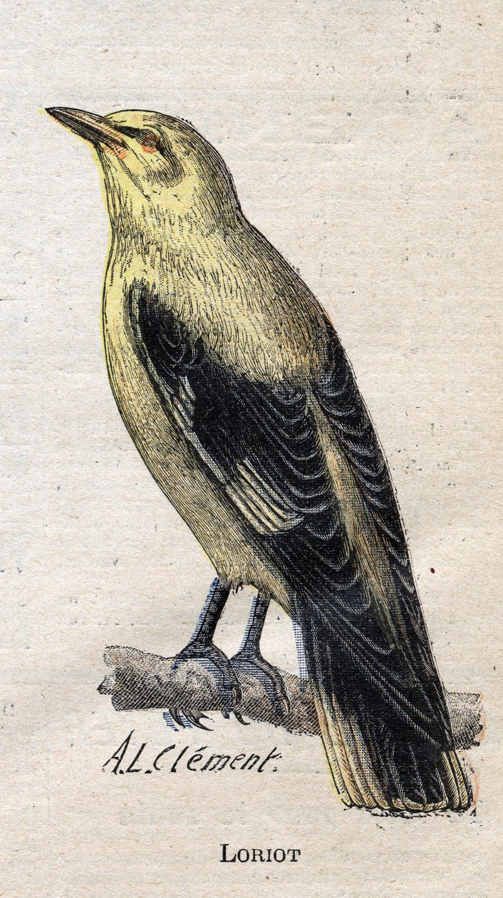 Maanviljelykselle hyödylliset linnut: Loriot tekijältä Unknown artist