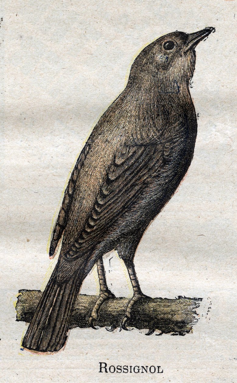 Maanviljelykselle hyödylliset linnut: Nightingale tekijältä Unknown artist