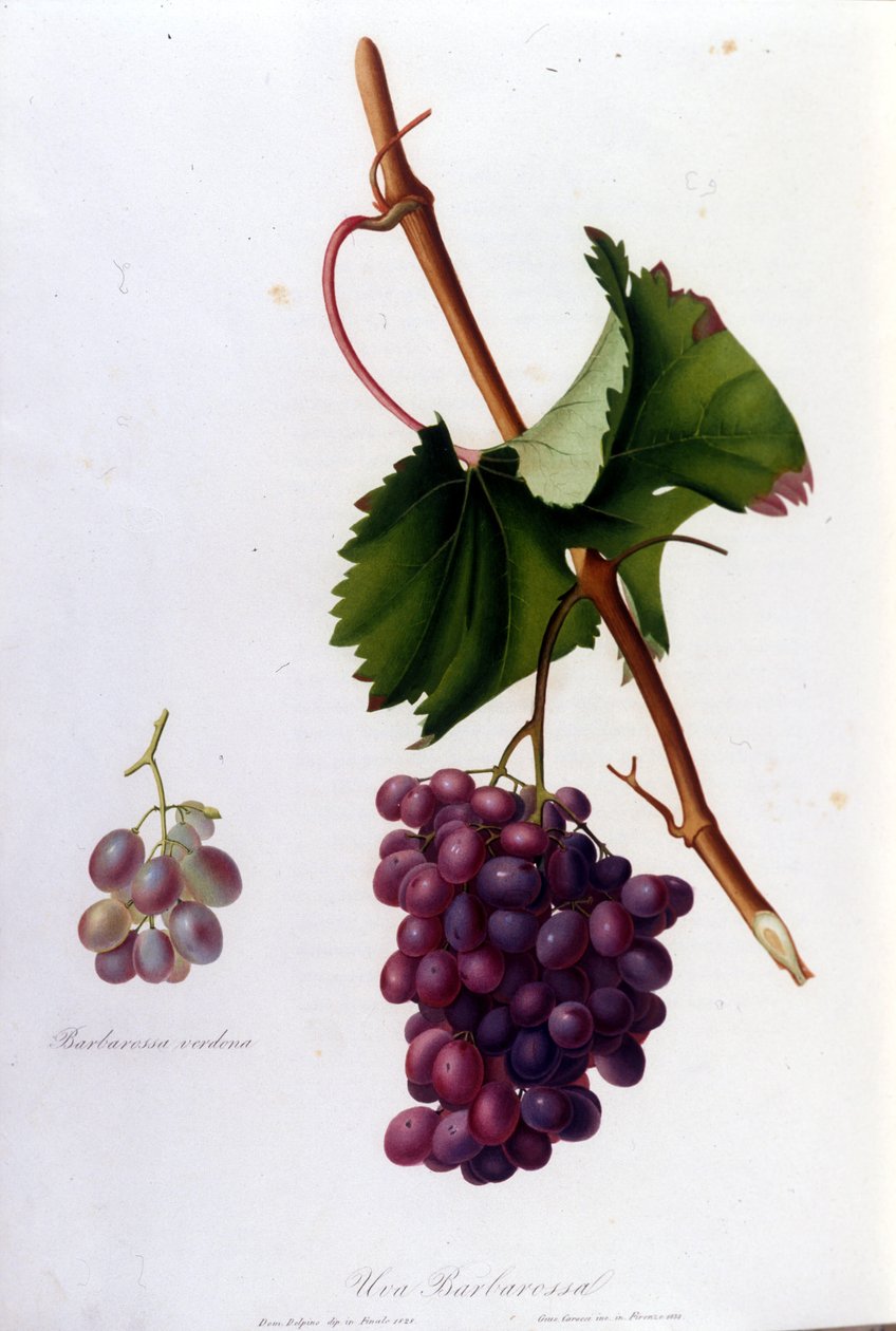 Mustat viinirypäleet. 1800-luvun kaiverrus. tekijältä Unknown artist