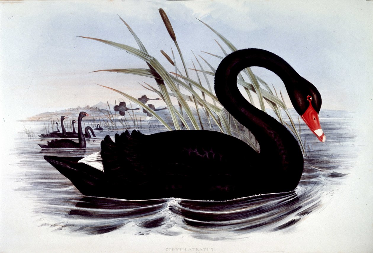 Musta joutsen (cygnus atratus) - J. Gouldin Australian linnuista, 1800-luvun alku. tekijältä Unknown artist