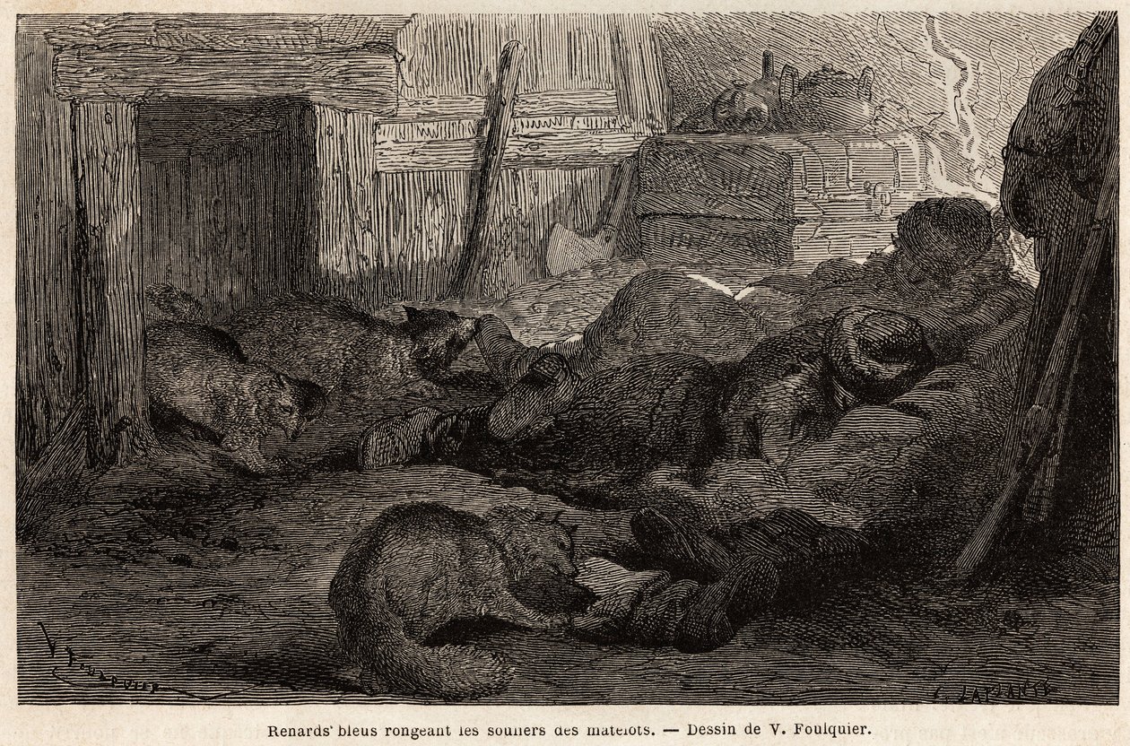 Siniketut puremassa havaintoaseman turvakodissa nukkuvien merimiesten kenkiä, V. Foulquierin piirros havainnollistamaan Huippuvuoria tekijältä Unknown artist