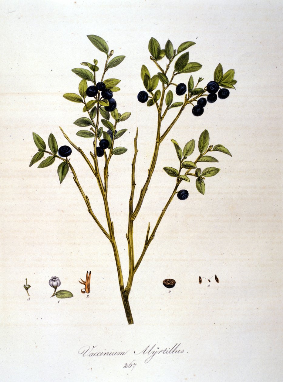 Mustikat:: 1800-luvun kasvitieteellinen taulu. tekijältä Unknown artist