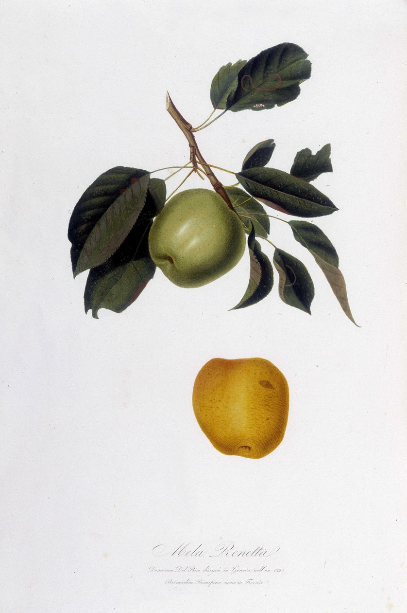 Kasvitieteellinen levy: Apple reinette (Mela Renetta). tekijältä Unknown artist