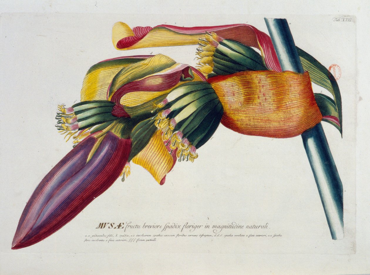 Kasvitieteellinen lauta: Banaanit, oksa. n.d. 1800-luvulla. tekijältä Unknown artist