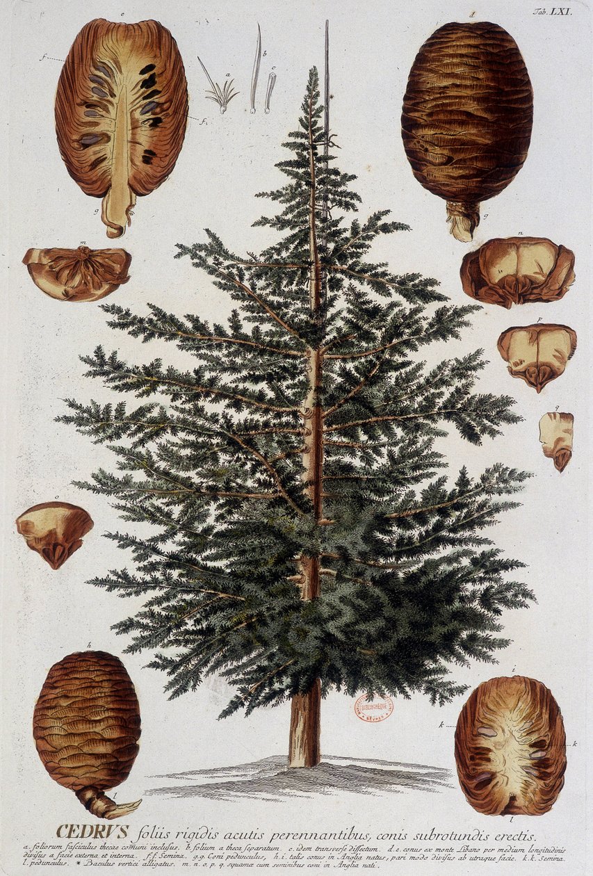 Kasvitieteellinen levy: Cedar. n.d. 1800-luvulla. tekijältä Unknown artist