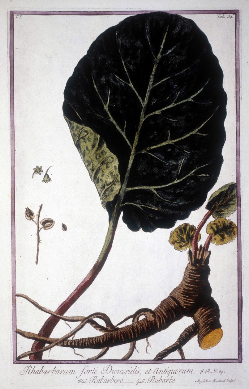 Kasvitieteellinen lauta: Raparperin lehdet ja juuret. 1800-luvun herbaario. tekijältä Unknown artist