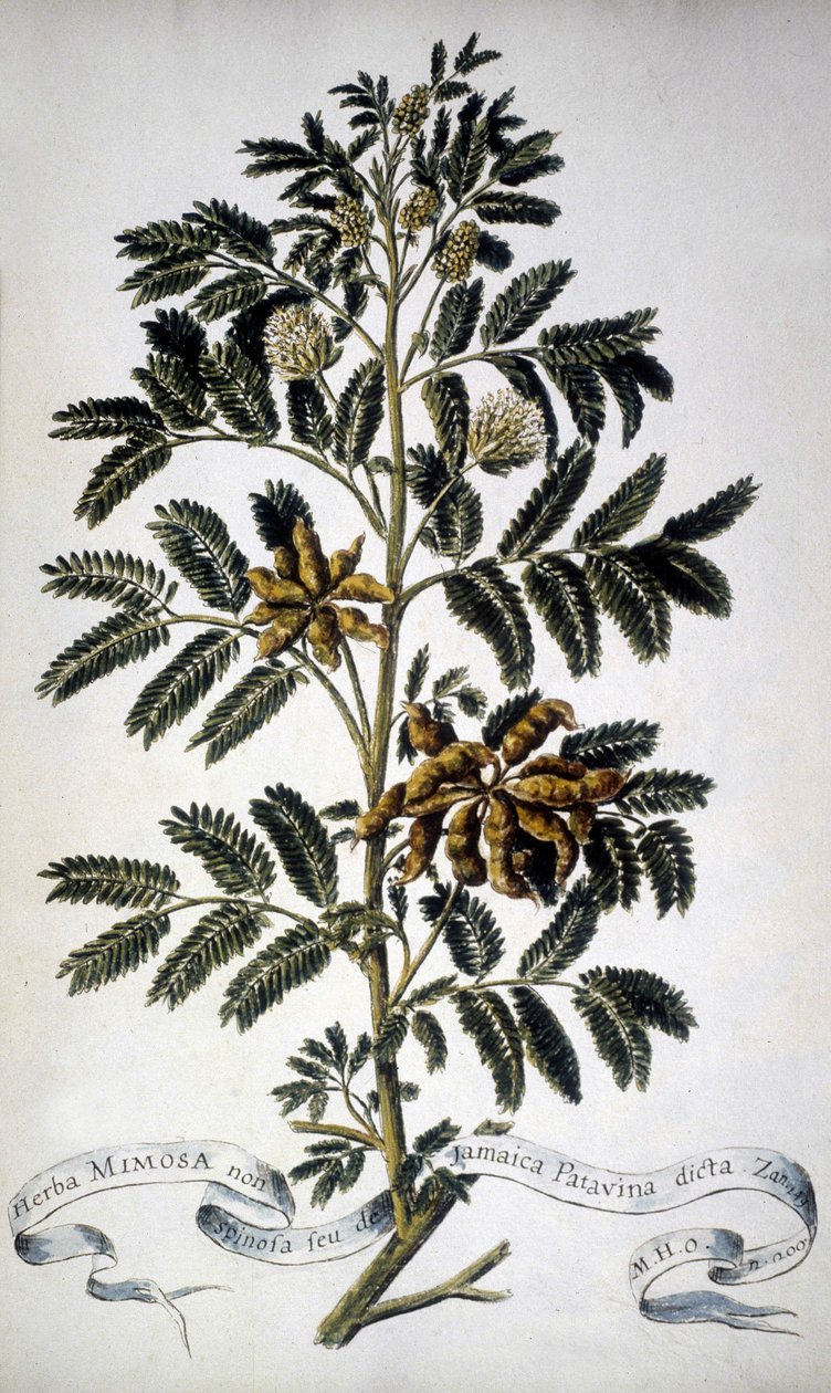 Kasvitieteellinen taulu: Mimosa. 1800-luvun herbaario. tekijältä Unknown artist