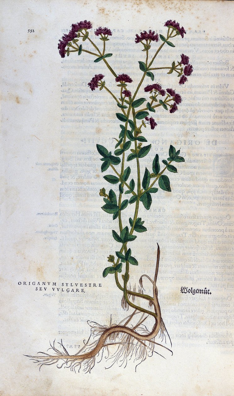 Kasvitieteellinen levy: Oregano (silvestre origanum sev. vulgare). Lheonard Fuchsin herbaario, "History of Race", Bale tekijältä Unknown artist