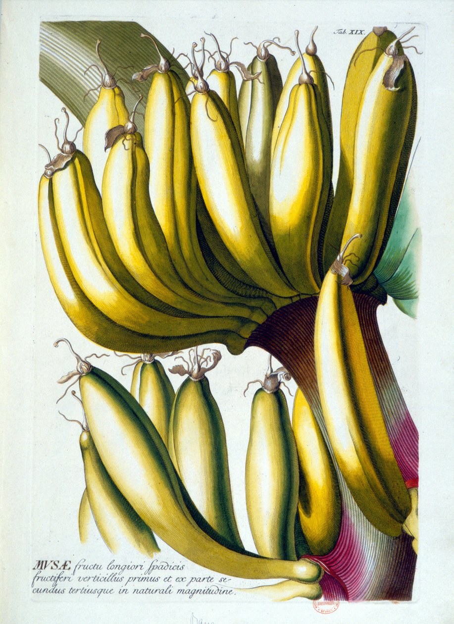 Kasvitieteellinen lauta: banaanien ruokavalio. n.d. 1800-luvulla. tekijältä Unknown artist