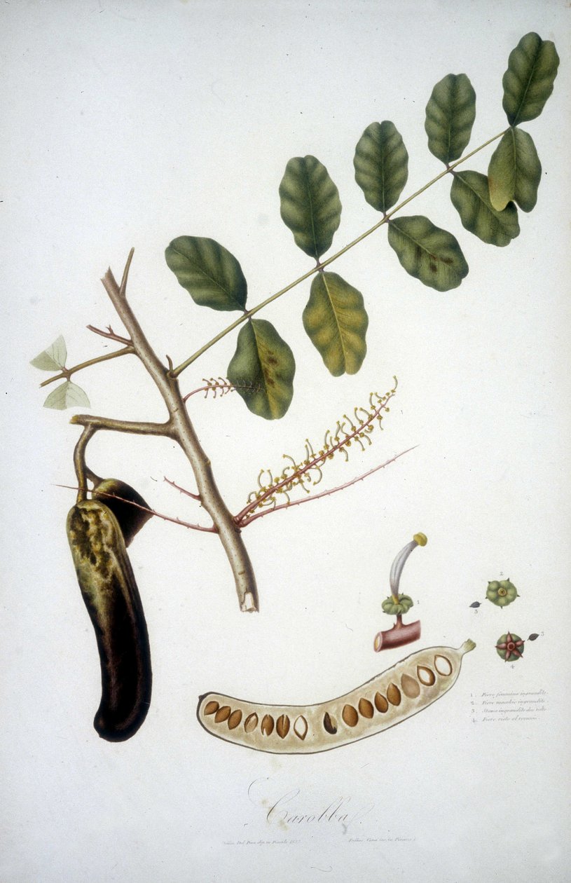 Kasvitieteellinen lauta: johanneksenleipäpuun oksa (Carobba). tekijältä Unknown artist