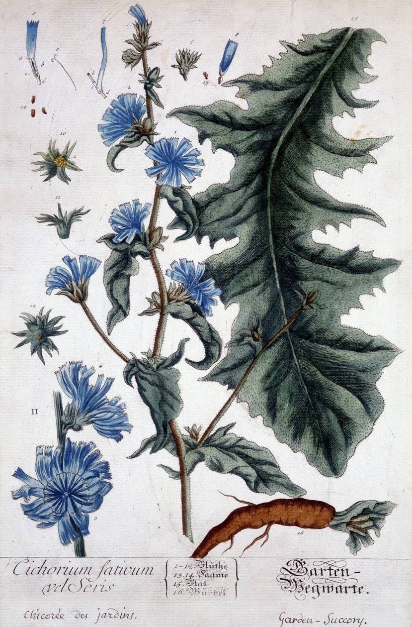 Kasvitieteellinen lauta: cichorium factivum velseris (puutarhojen chicoree). tekijältä Unknown artist