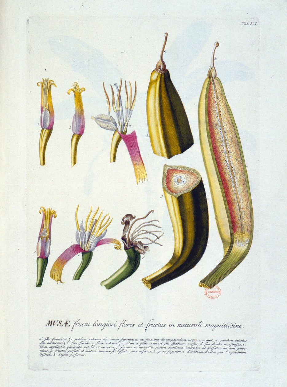Kasvitieteellinen lauta: kukkia ja banaanien leikkaus. n.d. 1800-luvulla. tekijältä Unknown artist