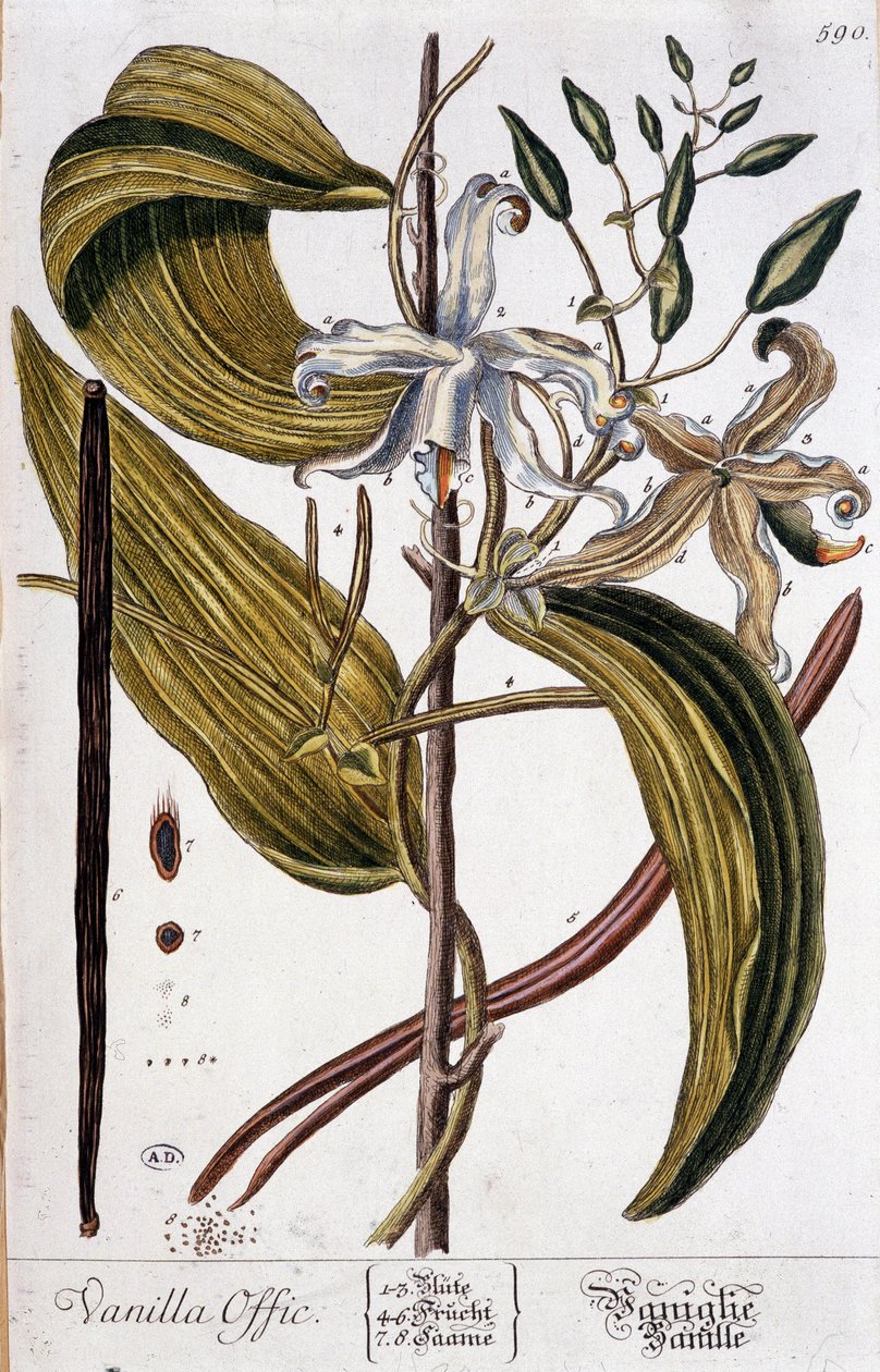 Kasvitieteellinen vaniljataulu (vanilla offic) - 1800-luku tekijältä Unknown artist
