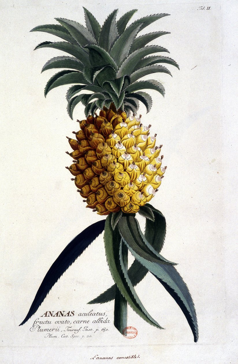 Kasvitieteellinen levy: ananas. n.d. 1800-luvulla. tekijältä Unknown artist
