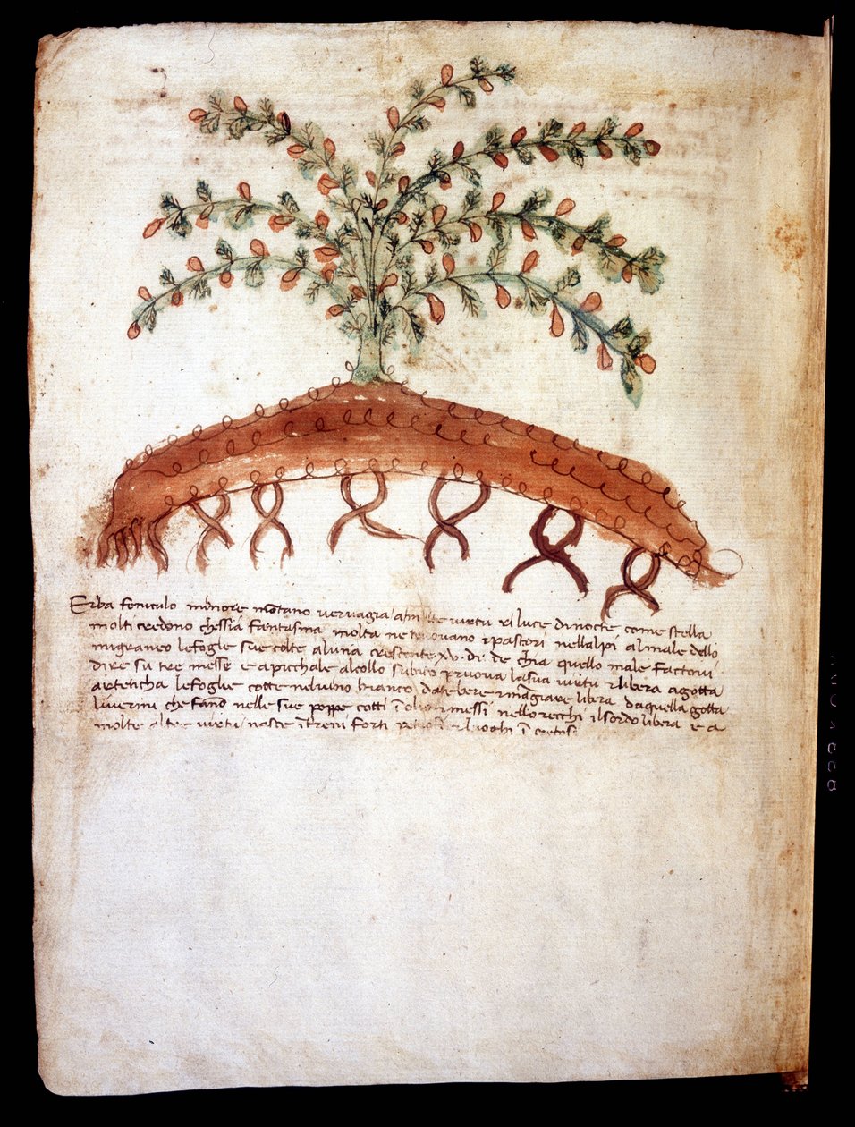Kasvitieteellinen taulu, joka edustaa ruohoa "" feniculo maggiore ". Riminin kaupunginkirjasto tekijältä Unknown artist