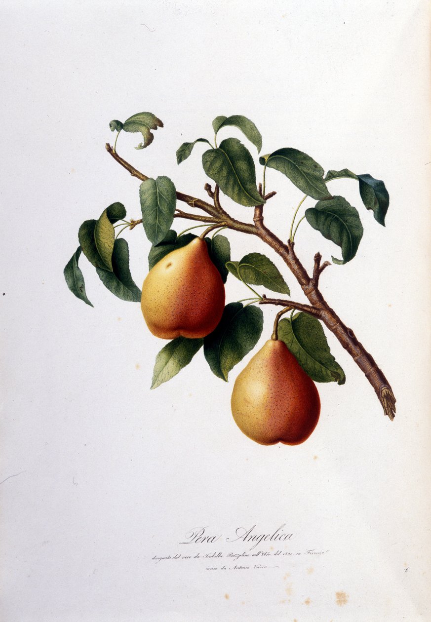 Pera angelicaa edustava kasvitieteellinen taulu. 1820-1822 tekijältä Unknown artist