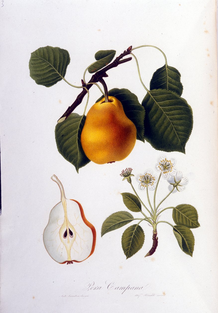 Pera campanaa edustava kasvitieteellinen lauta. 1820-1822. tekijältä Unknown artist