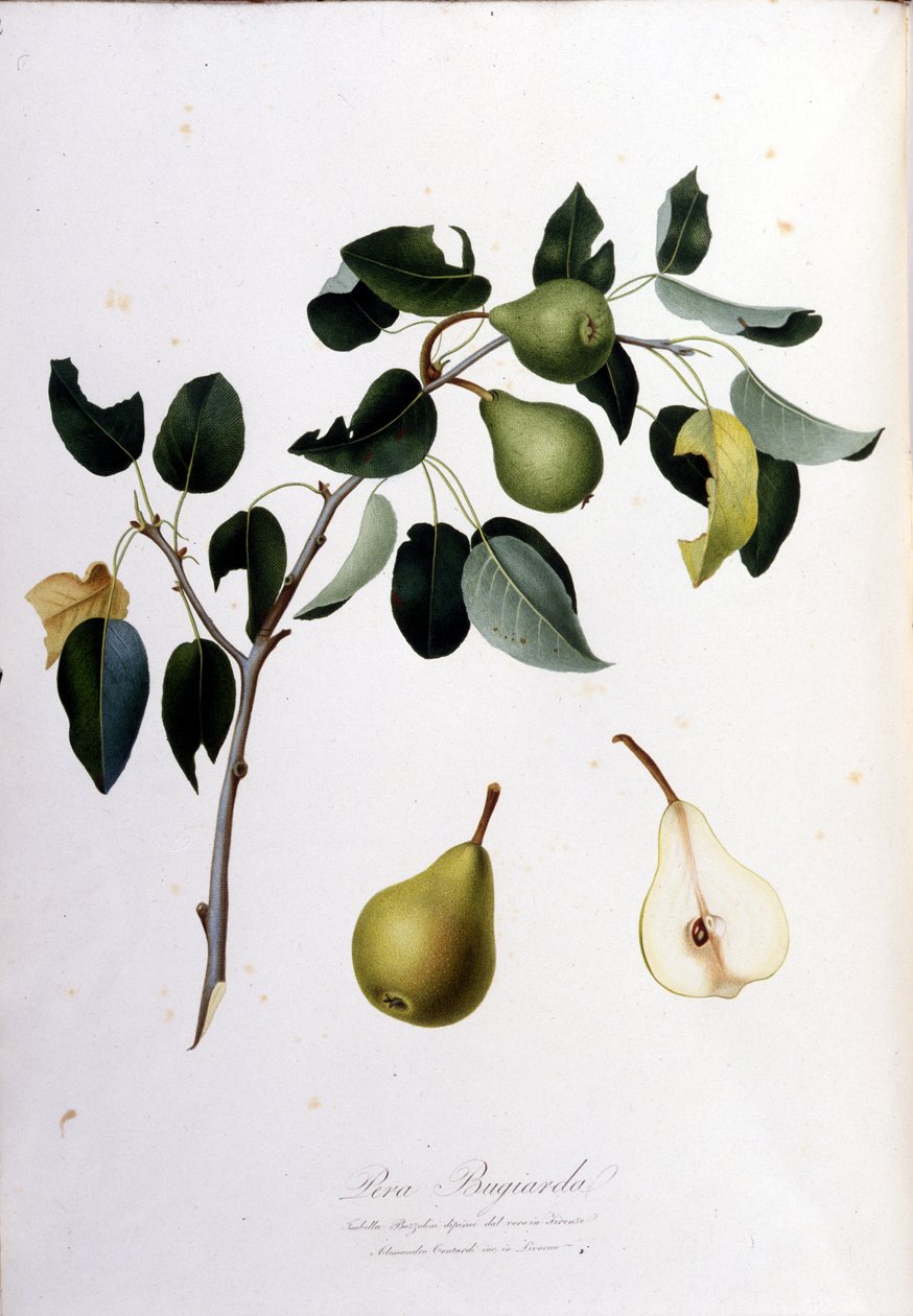 Pera campanaa edustava kasvitieteellinen lauta. 1820-1822. tekijältä Unknown artist