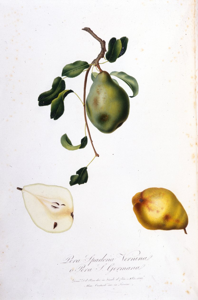 Pera spadonaa edustava kasvitieteellinen lauta. 1820-1822. tekijältä Unknown artist