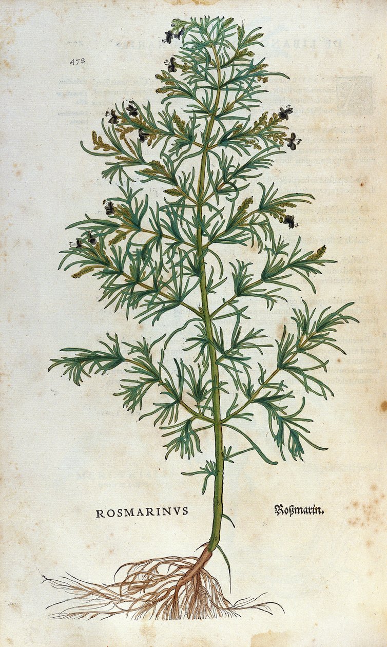 Kasvitieteellinen levy: rosmariini (rosmarinus). Lheonard Fuchsin herbaario, "" Historia Stirpium", Bale tekijältä Unknown artist