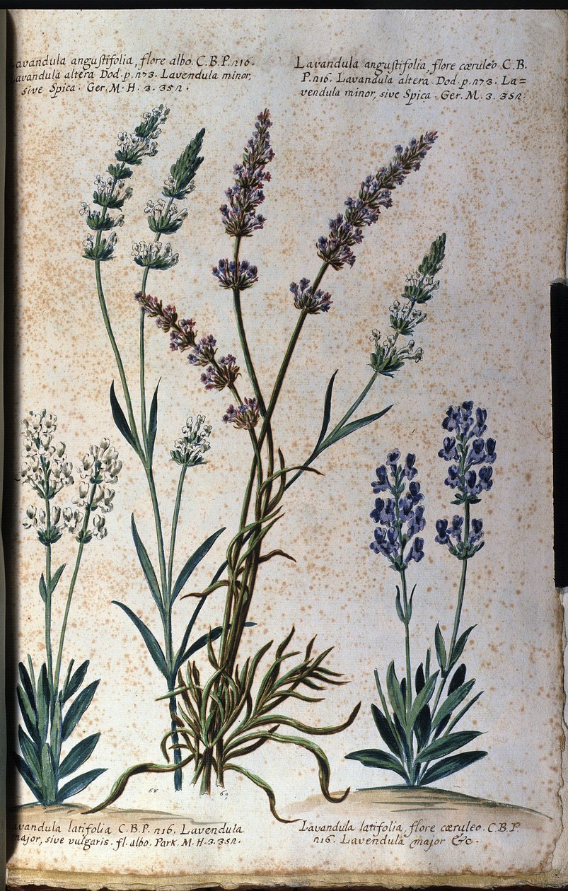 Kasvitieteellinen levy: aito laventeli (Lavandula angustifolia) ja aspic laventeli (Lavandula latifolia). tekijältä Unknown artist