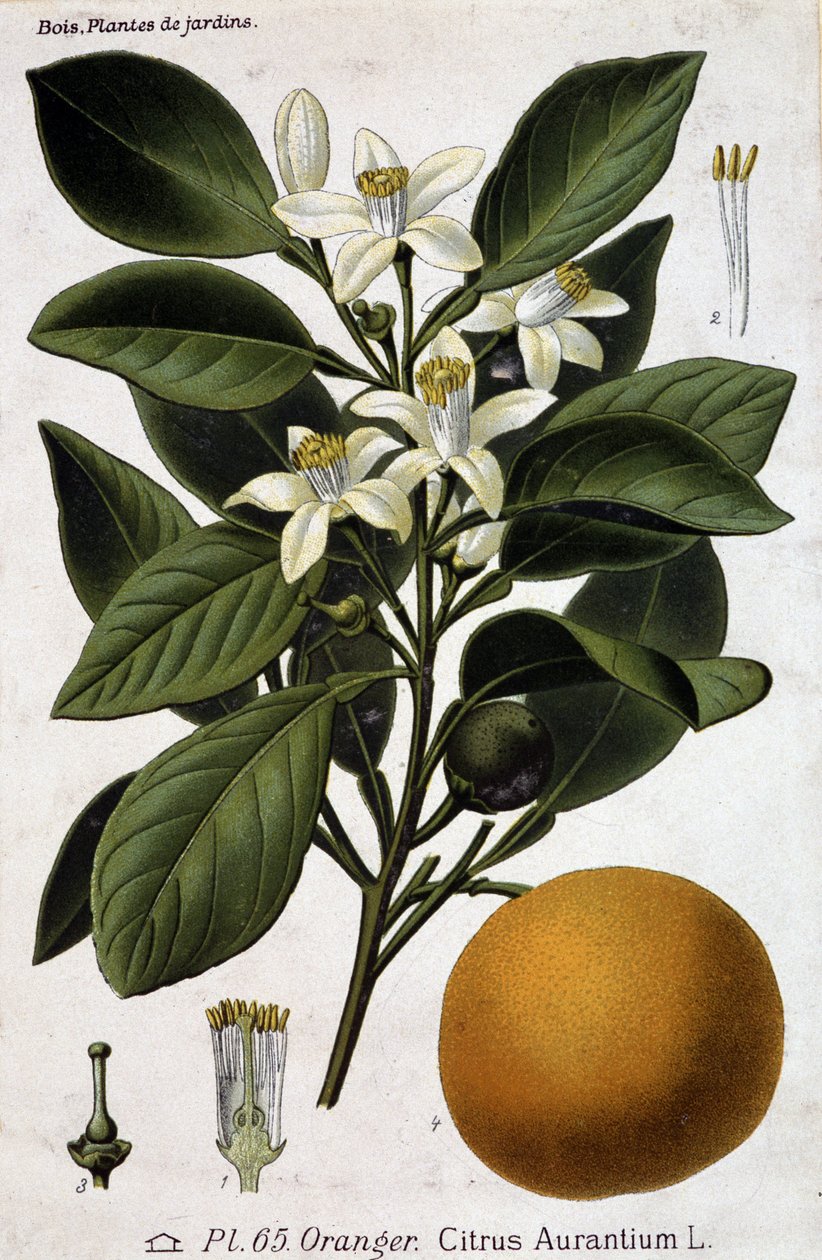 Appelsiinipuun oksa, kukka ja hedelmä - kasvitieteellinen lauta tekijältä Unknown artist
