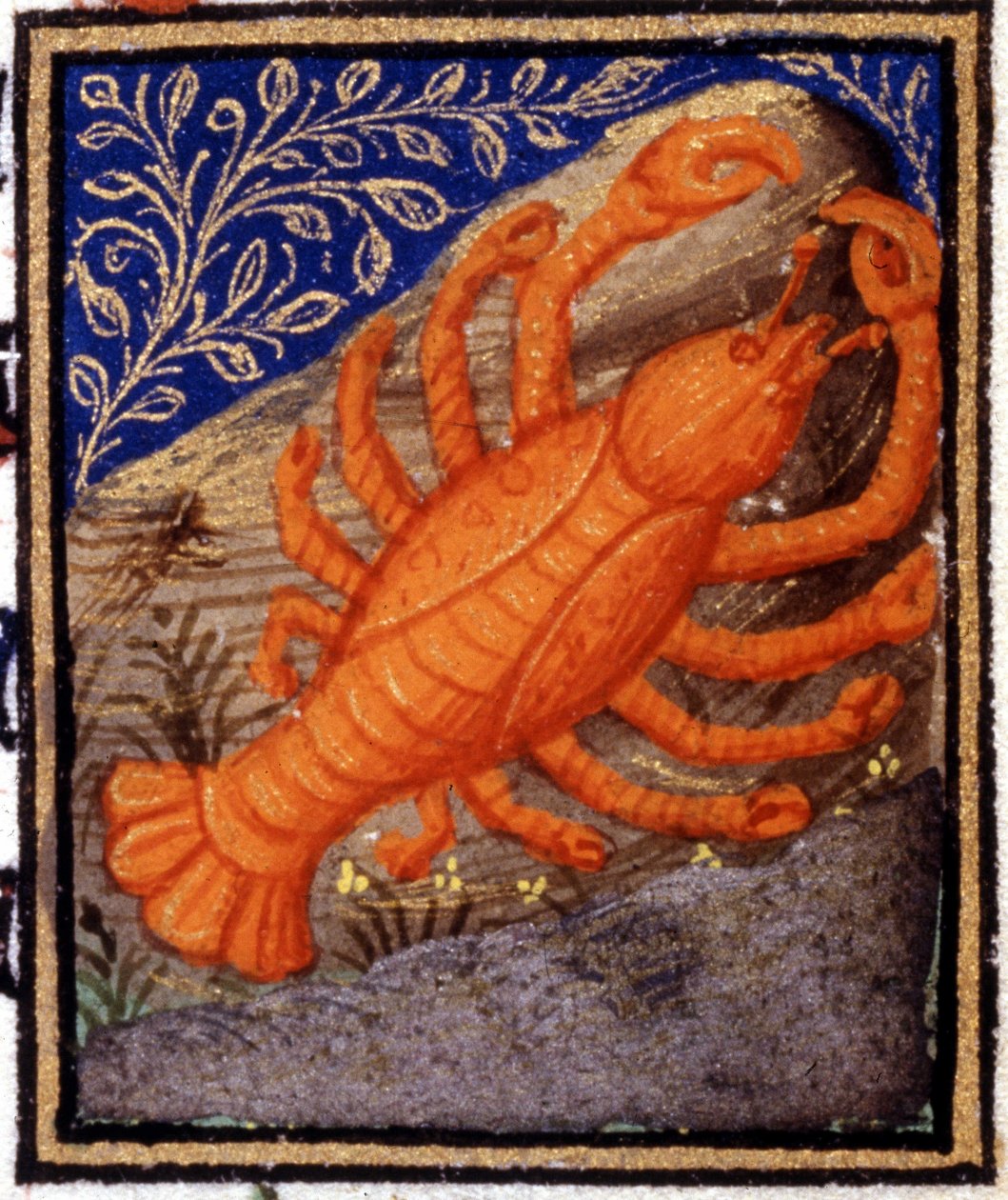 Syöpä. Horoskoopin miniatyyri. 1500-luvun käsikirjoitus. Bibl. Trivulziana, Milano. tekijältä Unknown artist
