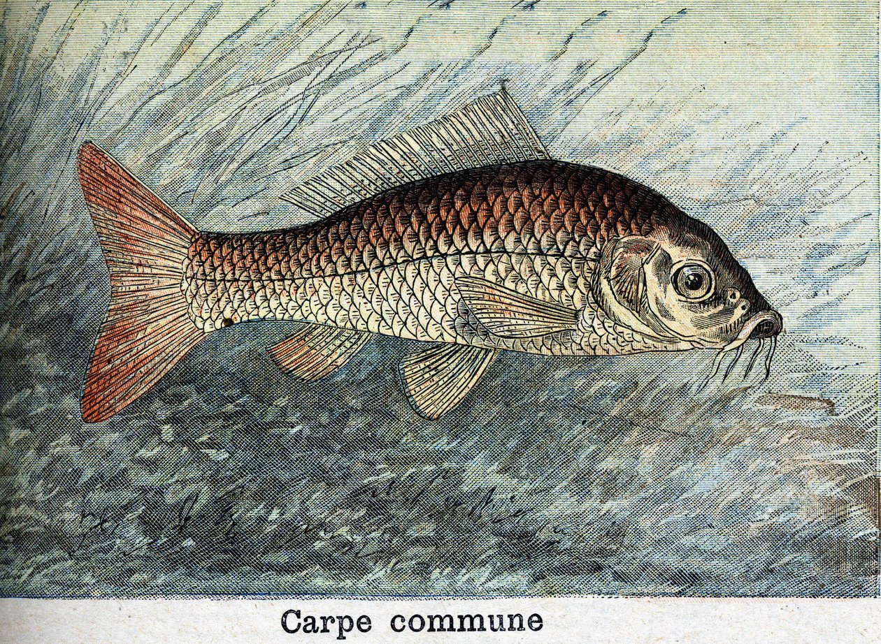 Carp Communal Kaiverrus vuodelta 1898 tekijältä Unknown artist