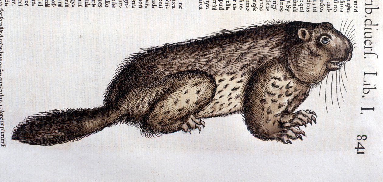 Castor - Conrad Gesnerin (1516 - 1565), Tigurin teoksessa "History of Animals" tekijältä Unknown artist